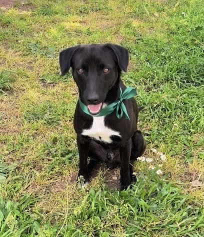 FINN cagnolino in adozione tg. medio piccola cerca una famiglia apri il suo box - Foto 4