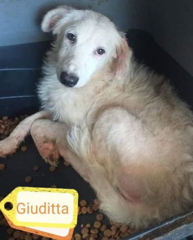 GIUDITTA 2-3anni altra dimenticata in canile...10kg TERMINI IM.