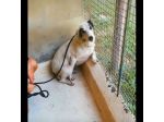 PLAYA, docile e pacata, un destino da cambiare,  cagnolina in adozione