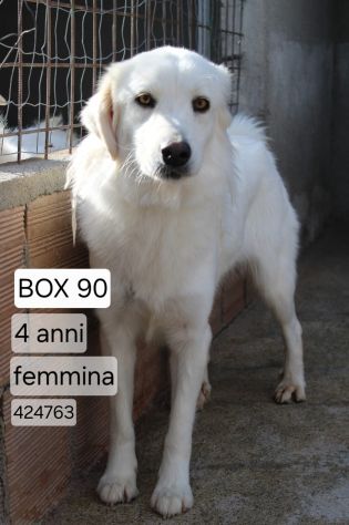 SOFIA 4 ANNI 18/20 kg - Foto 2