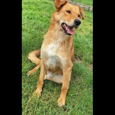 FABER TENERO E AFFETTUOSO CAGNOLINO IN ADOZIONE