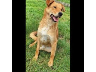 FABER TENERO E AFFETTUOSO CAGNOLINO IN ADOZIONE