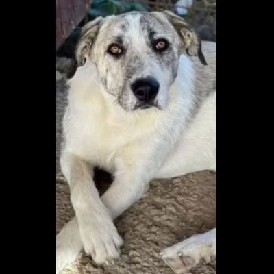 VALENTINO CUCCIOLONE IN ADOZIONE