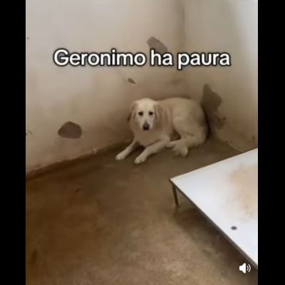GERONIMO imprigionato senza colpa CANE IN ADOZIONE - Foto 5