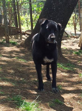 SASHA, femmina di molosso in cerca di casa - Foto 5