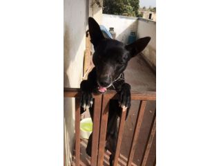 Milo DOPO 5ANNI IN BALCONE SENZA USCIRE.. SALVATO!URGE ADOZIONE!BENEVENTO