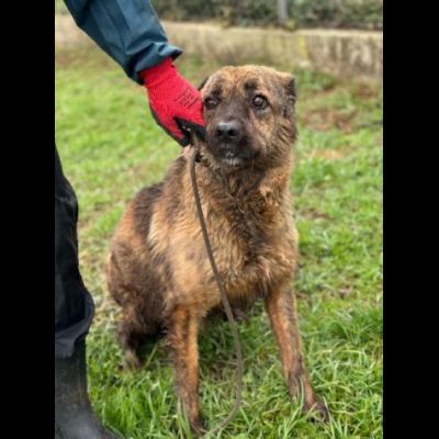 TOBY un mondo da scoprire, CANE IN ADOZIONE - Foto 4