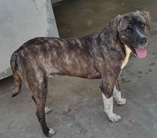 ZENO AMABILE E COCCOLONE: CANE IN ADOZIONE - Foto 4