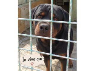 RAUL ROTTWEILER 3 ANNI