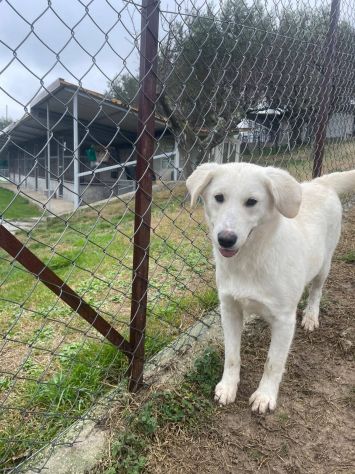GIGIA E GIORGIA DOLCI E AFFETTUOSE CAGNOLINE IN ADOZIONE - Foto 4