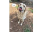 Kora simil labrador