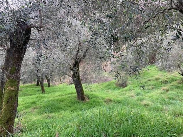 Terreno agricolo in vendita a Colle - Buggiano 5500 mq Rif: 1311347 - Foto 8