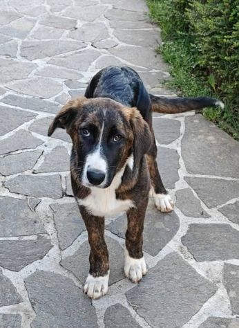 DANA E BERNA CUCCIOLE IN ADOZIONE - Foto 8