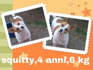 SQUITTY, cagnolina dal carattere speciale