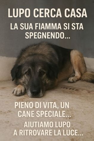 LUPO SPLENDIDO PT, CANE IN ADOZIONE - Foto 5