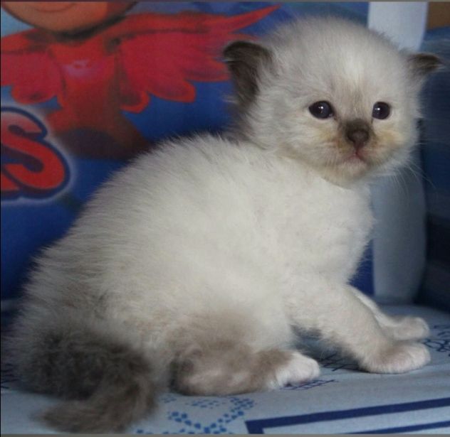 Cuccioli Sacro di Birmania con pedigree - Foto 2