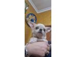 Chihuahua Adulte sterilizzate