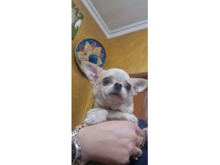 Chihuahua Adulte sterilizzate