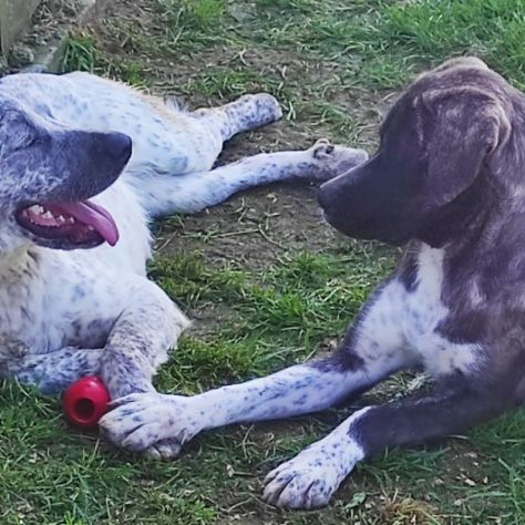 CANE IN ADOZIONE: JAGO nato nel marzo 2022 - Foto 2
