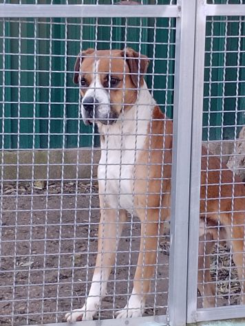 NADIR SIMIL BOXER SOCIEVOLE EDUCATO CANE IN ADOZIONE - Foto 3