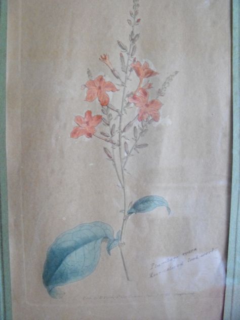 DISEGNI FLOREALI - Foto 5