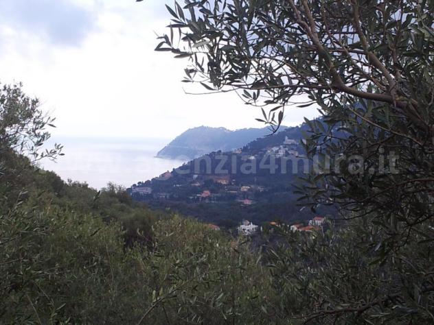 Alassio, terreno collinare vista mare, con piccolissimo rustico.