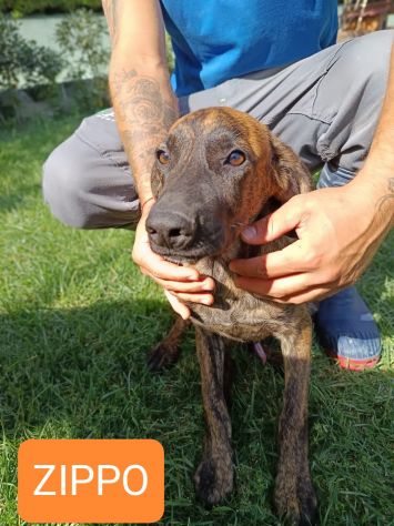 CUCCIOLI IN ADOZIONE - Foto 4