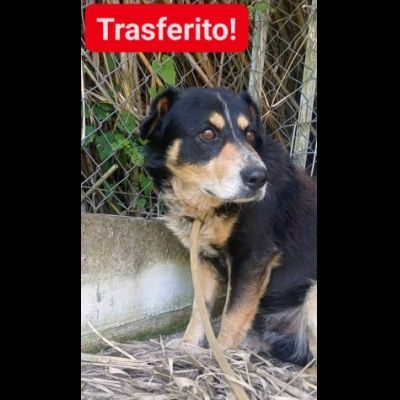 UN'OCCASIONE ANCHE PER GATSBY CAGNOLINO IN ADOZIONE - Foto 3