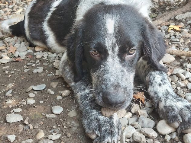 CUCCIOLI IN ADOZIONE - Foto 7