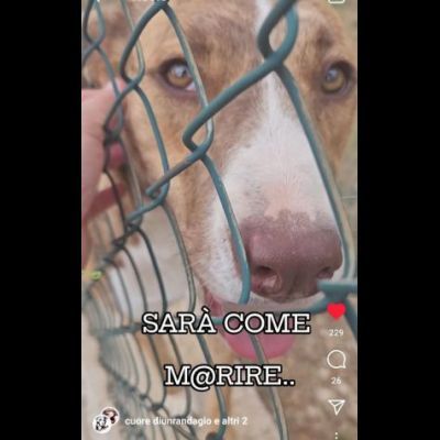 LO SGUARDO DI MACCHIA, GIOVANE CAGNOLINA IN ADOZIONE - Foto 2