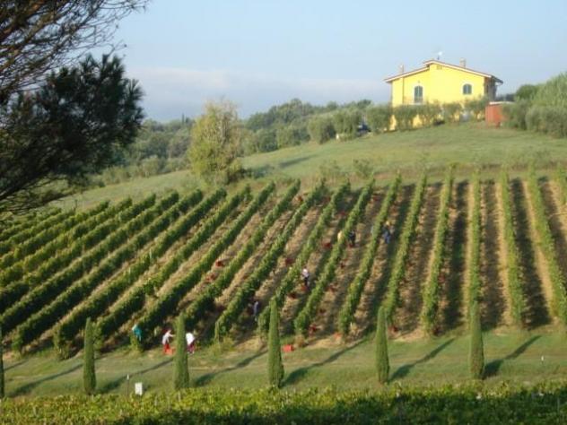 azienda agricola in vendita a Montecarlo