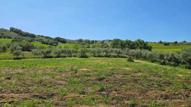 Uliveto in vendita a Castel Frentano - Foto 3