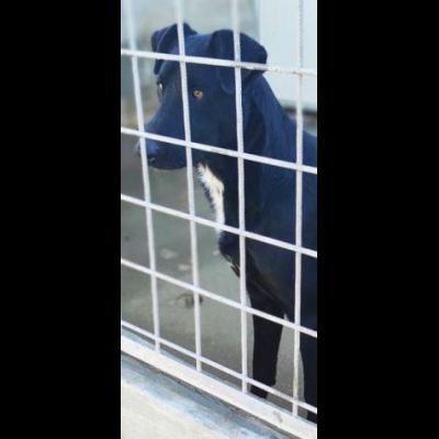 AARON UNO DEI TANTI DIMENTICATI, CANE IN ADOZIONE. - Foto 8