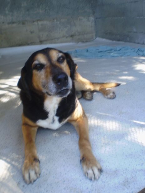 PUNO, dolce cagnolino che adora gli umani - Foto 2