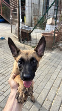 Cucciola di pastore belga malinois - Foto 3