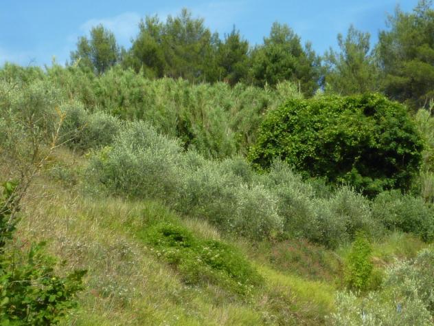 Terreno agricolo in vendita a Chiecinella - Palaia 9000 mq Rif: 455004 - Foto 2
