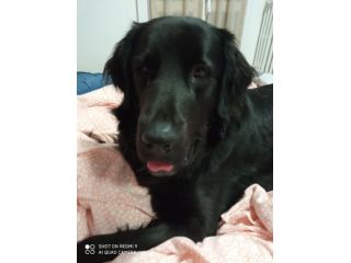 Imola - Cerco posto per 1 Cane (Maremmano - 6 anni - maschio)