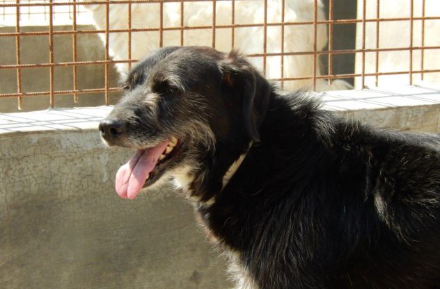 PIPPO, dolcissimo cagnolone ben socializzato - Foto 3
