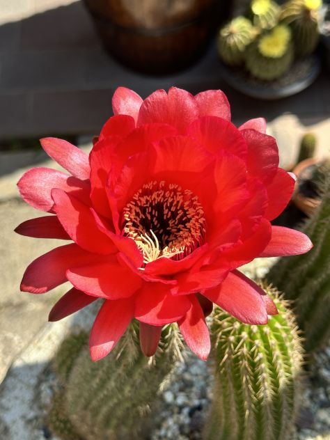 Piante grasse dai fiori spettacolari - Foto 7