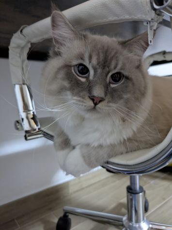 Gatto Siberiano - Foto 4