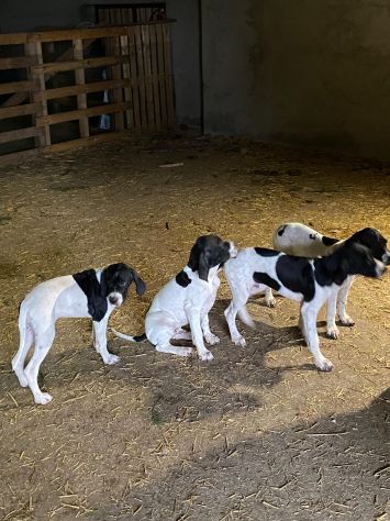 Pointer Inglese con Pedigree - Foto 5