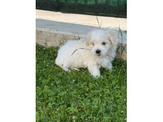 Cuccioli Maltese