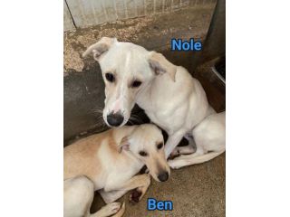 NOLE E BEN CUCCIOLI IN ADOZIONE
