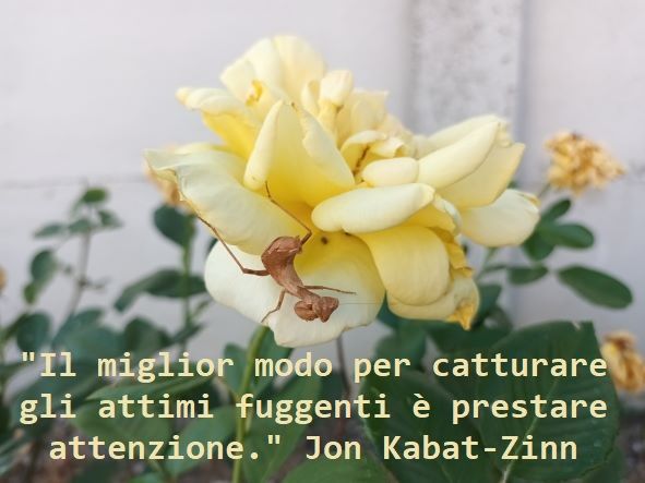 CORSO DI MEDITAZIONE/MINDFULNESS M.B.S.R. - Foto 2 Tel:3393819332