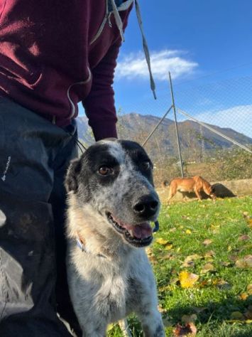 CANE IN ADOZIONE: ESCAPE, taglia medio contenuta. - Foto 7