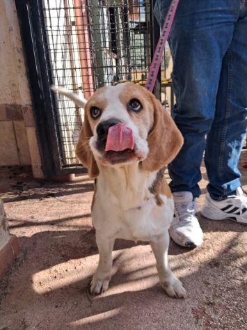 Alvin: nonnino Beagle dolcissimo. Lo cedono