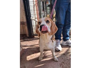 Alvin: nonnino Beagle dolcissimo. Lo cedono