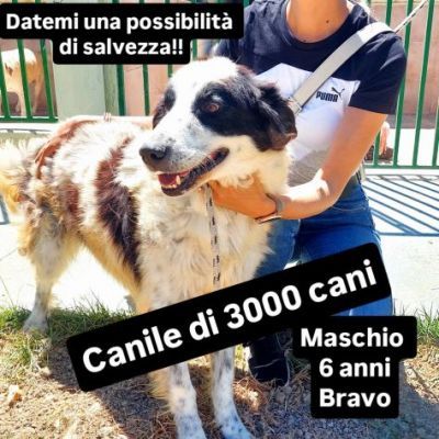SENZA NOME, SOLO UN NUMERO 380260, CANE IN ADOZIONE