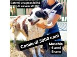SENZA NOME, SOLO UN NUMERO 380260,  CANE IN ADOZIONE