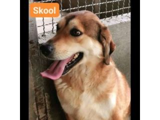 SKOOL SOCIEVOLE E TENERO CAGNOLINO IN ADOZIONE MERITA UNA VITA